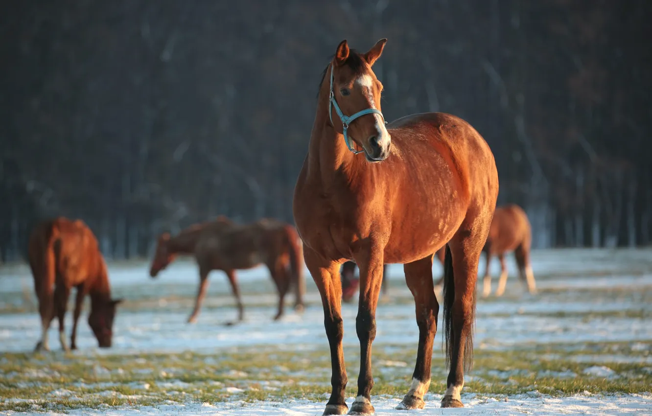 Photo wallpaper winter, field, forest, light, snow, trees, horse, horse