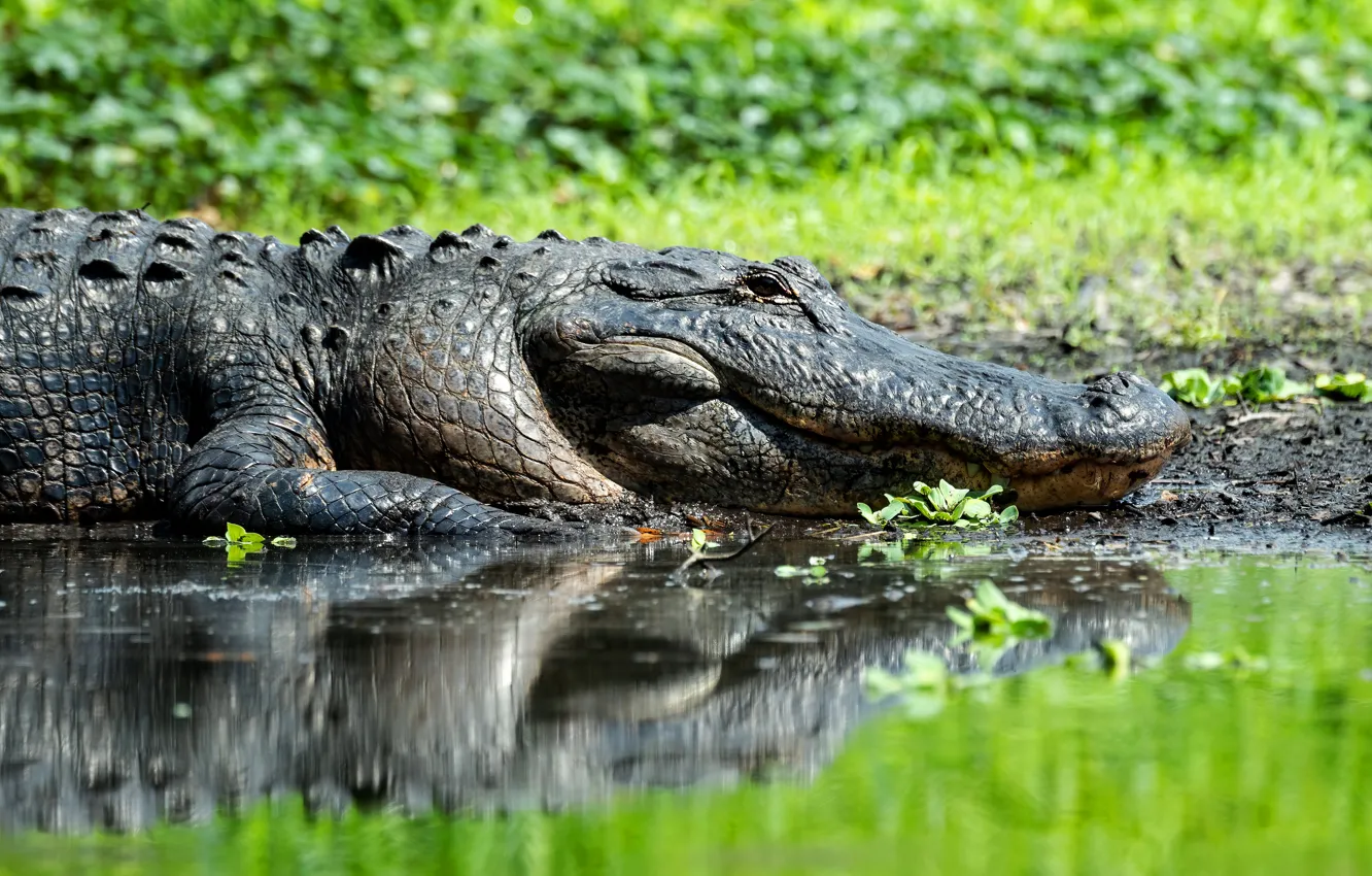 Photo wallpaper reflection, crocodile, pond