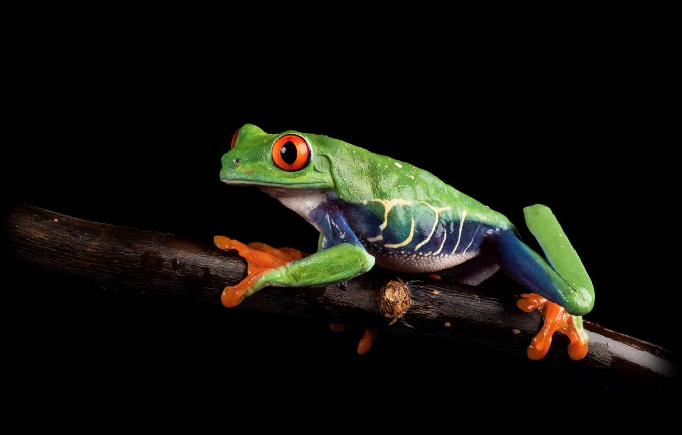 Photo wallpaper look, macro, pose, frog, branch, black background, green, on the branch