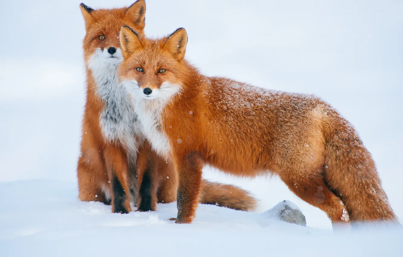 Photo wallpaper winter, Fox, Fox