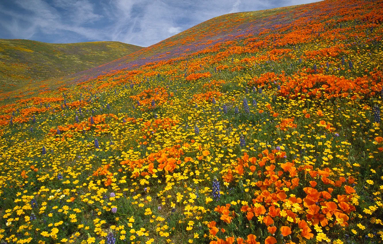 Photo wallpaper the sky, grass, clouds, flowers, mountains, meadow