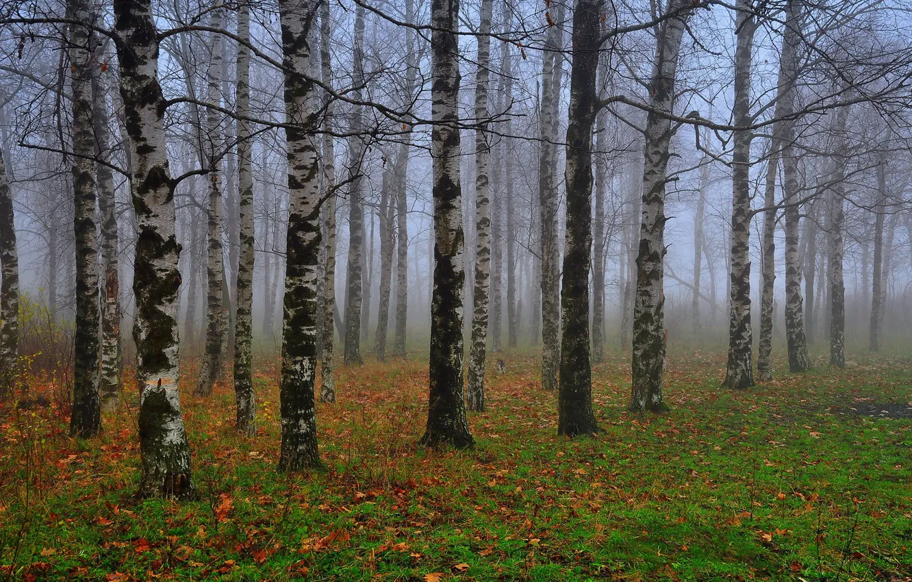Photo wallpaper autumn, leaves, fog, birch, grove
