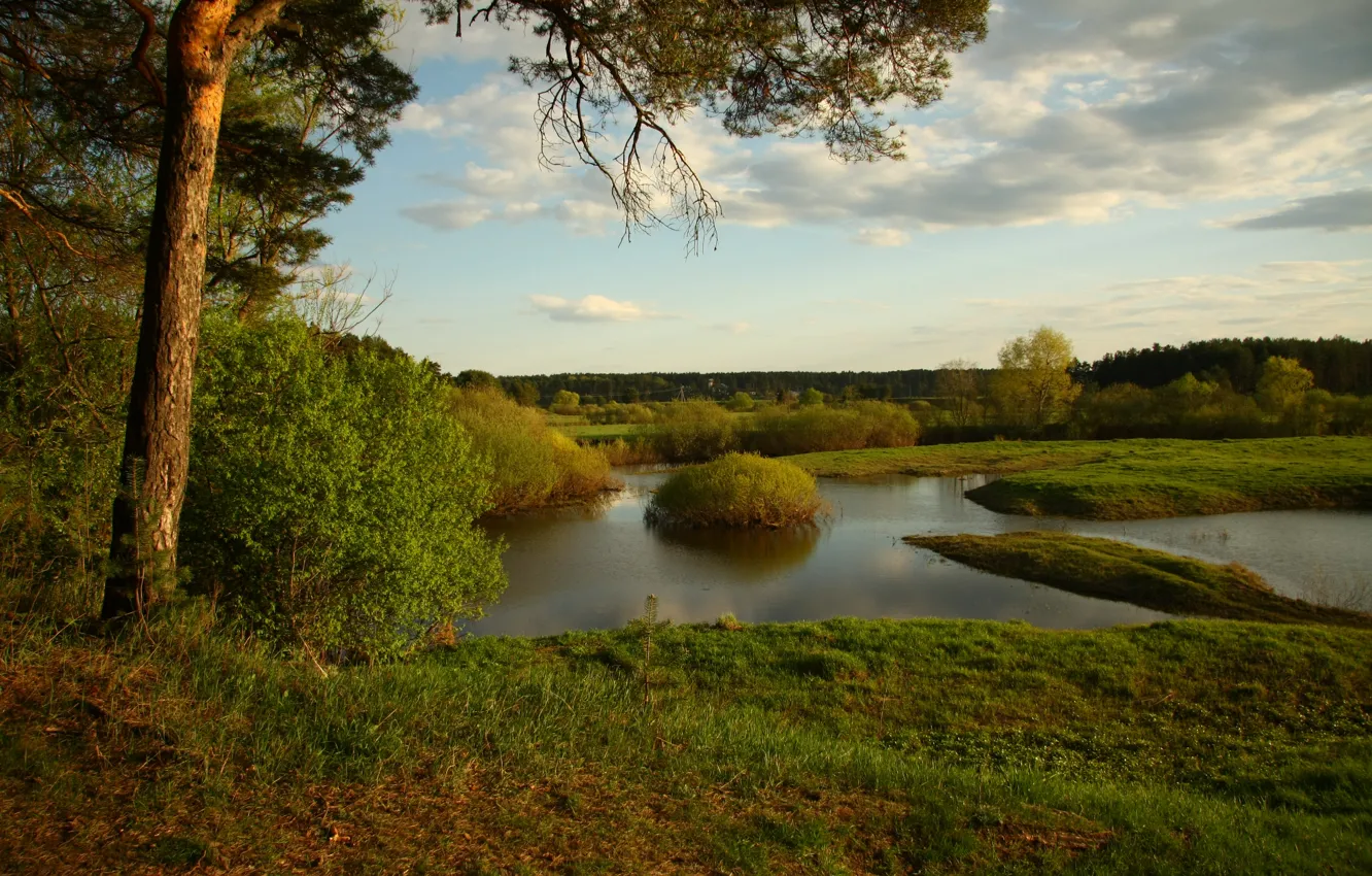 Photo wallpaper the sky, nature, river, stay, landscapes, walk, pine