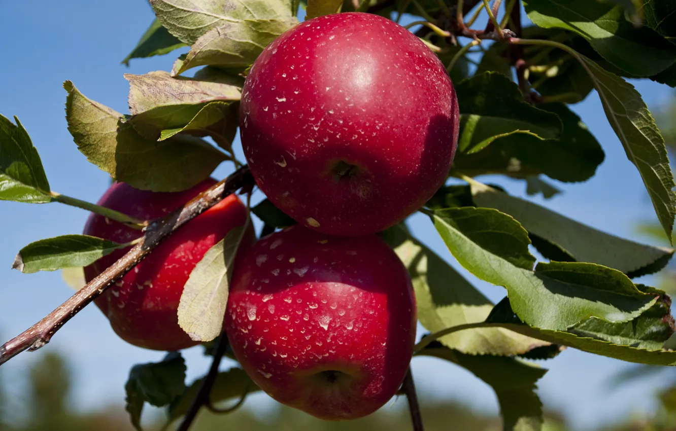 Photo wallpaper leaves, apples, branch, fruit