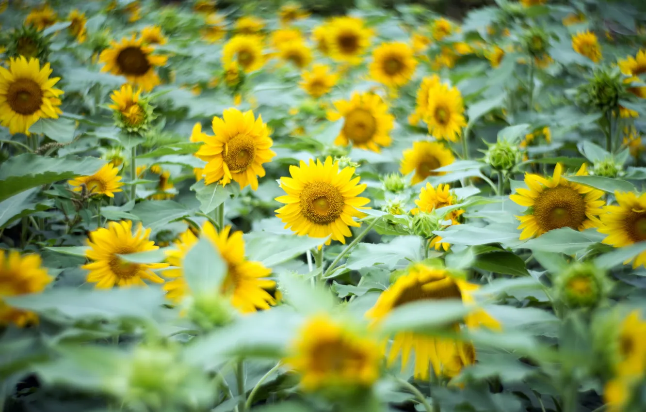Photo wallpaper summer, sunflowers, nature