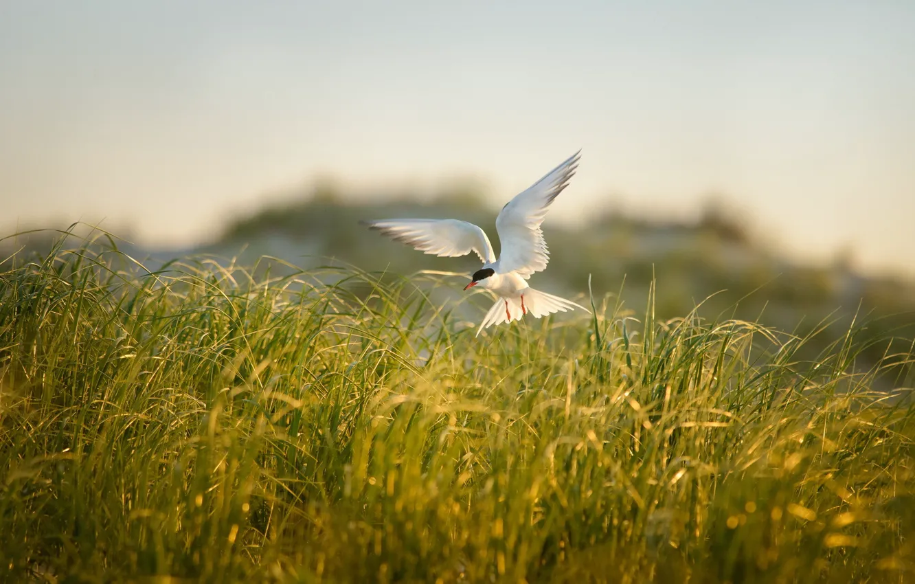 Photo wallpaper field, summer, grass, nature, bird