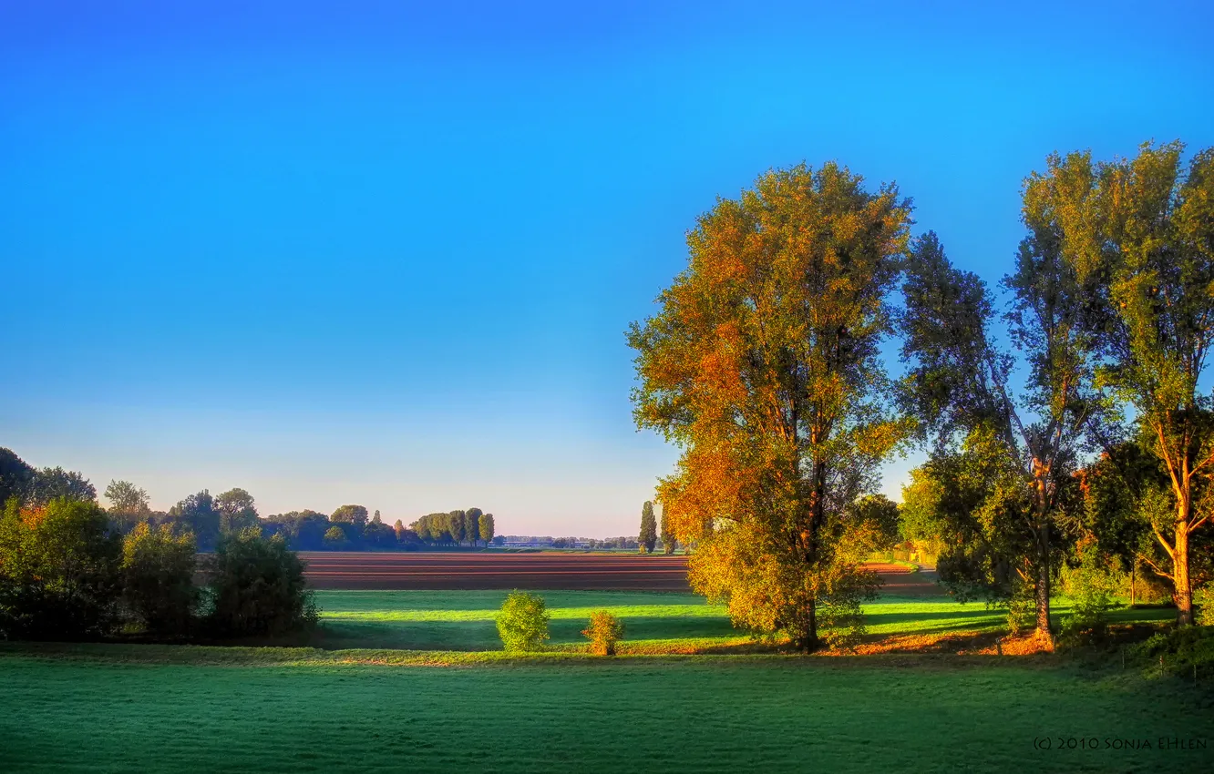 Photo wallpaper field, autumn, trees, morning