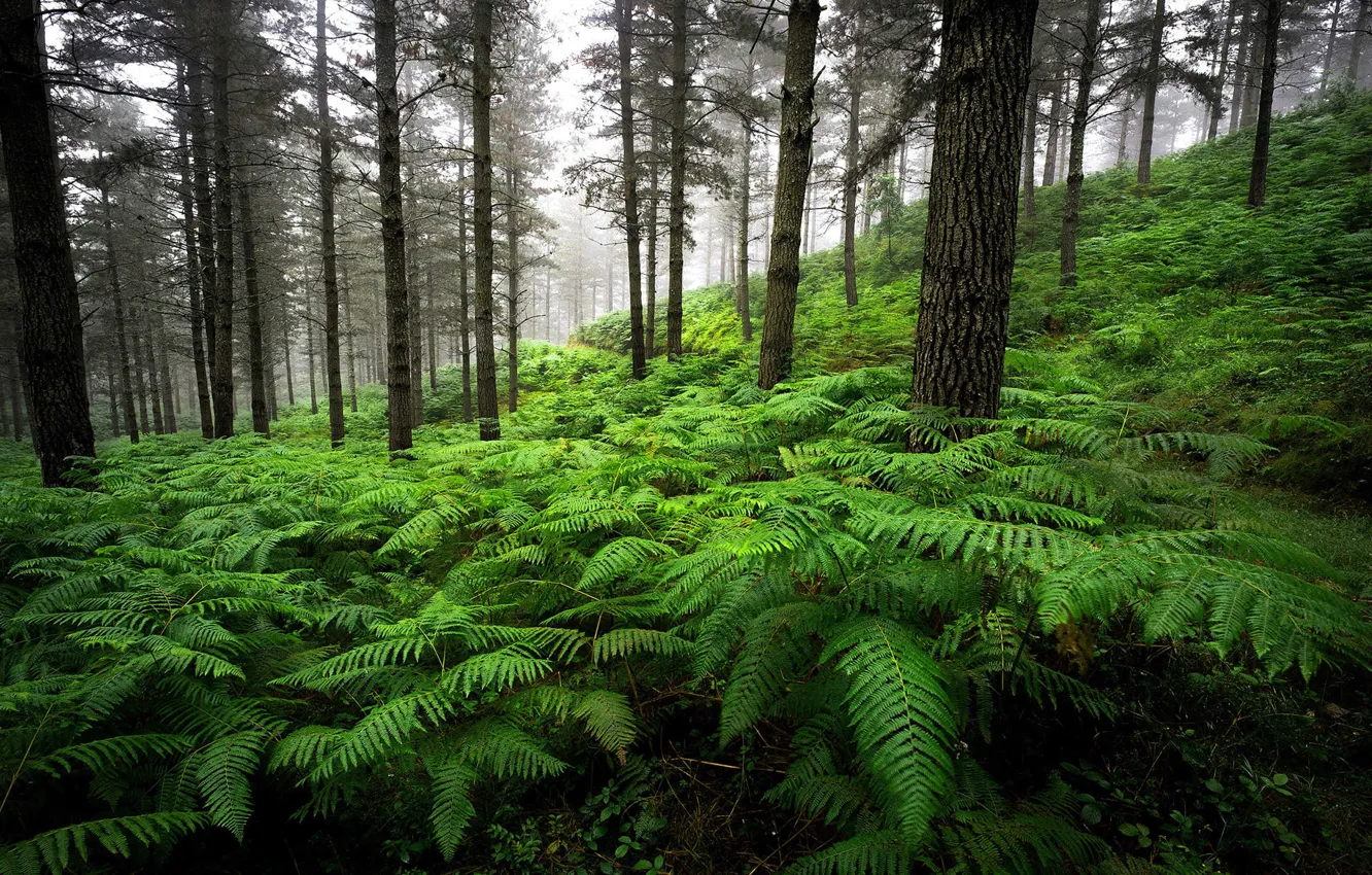 Photo wallpaper forest, trees, nature, fog, fern