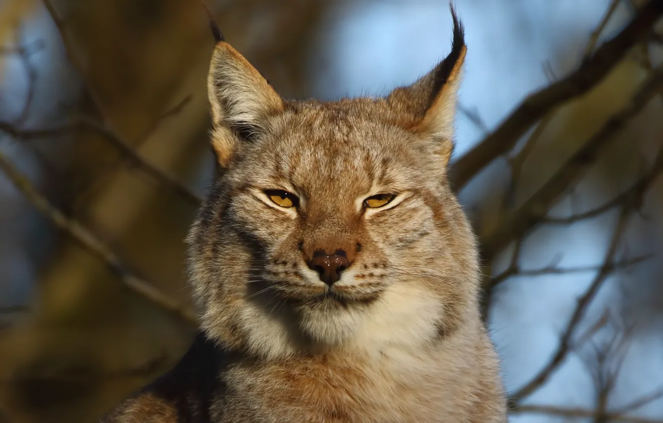 Photo wallpaper face, branches, portrait, lynx