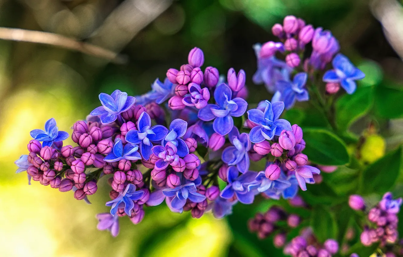 Photo wallpaper macro, brush, lilac, inflorescence
