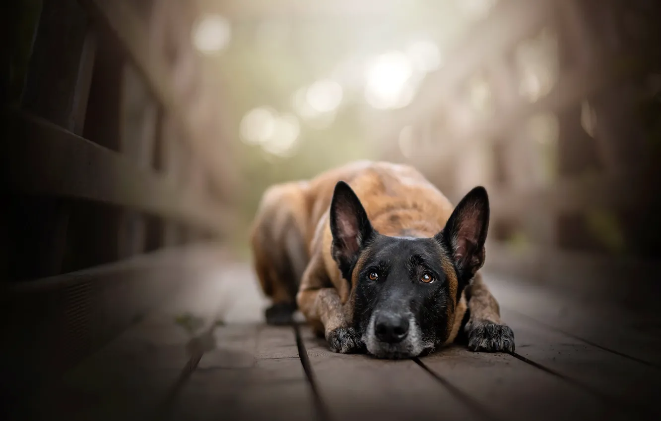 Photo wallpaper look, bridge, dog