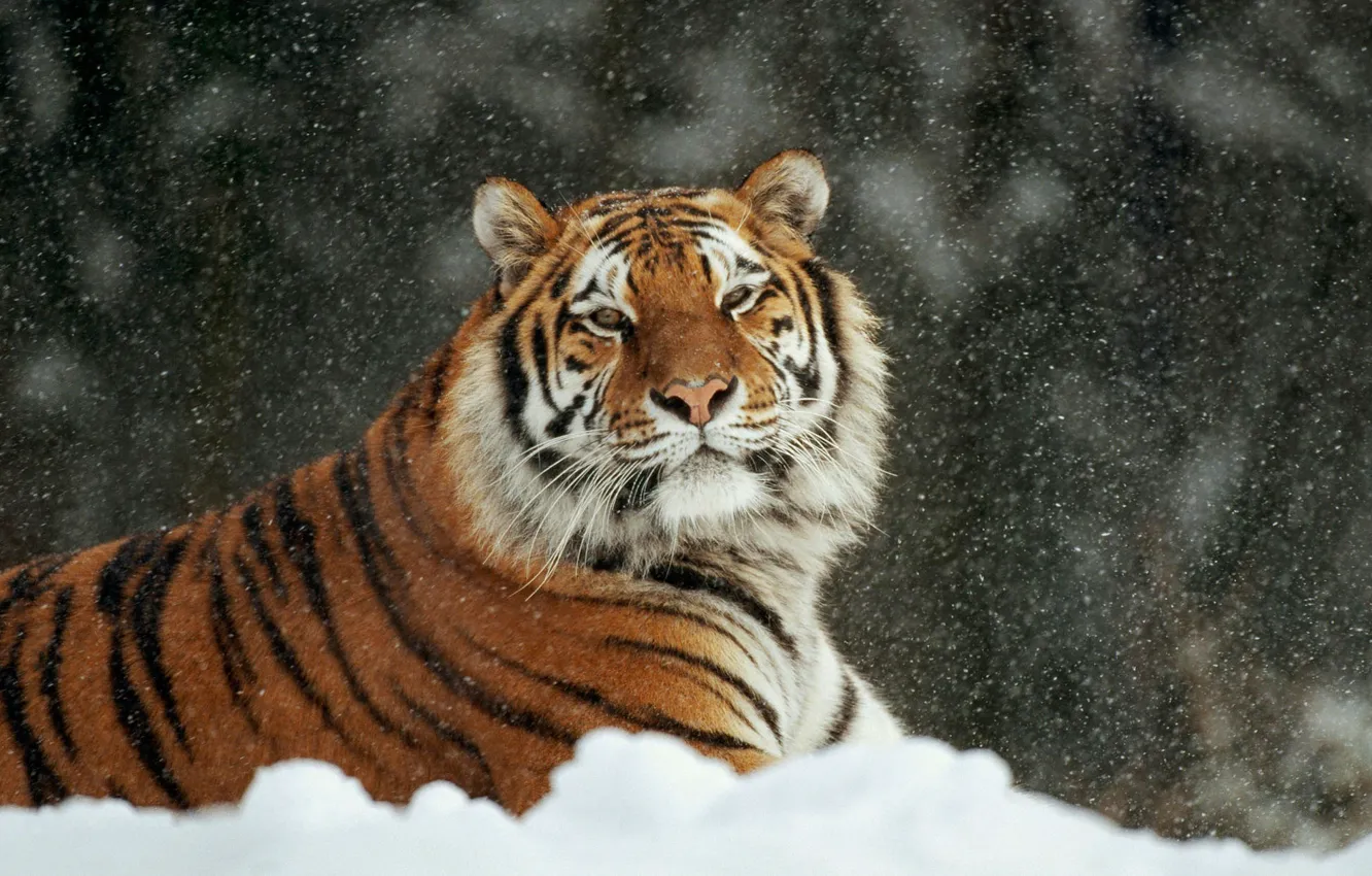 Photo wallpaper winter, cat, snow, tiger, lies, arrr