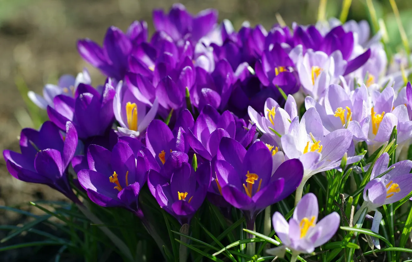 Photo wallpaper purple, spring, crocuses
