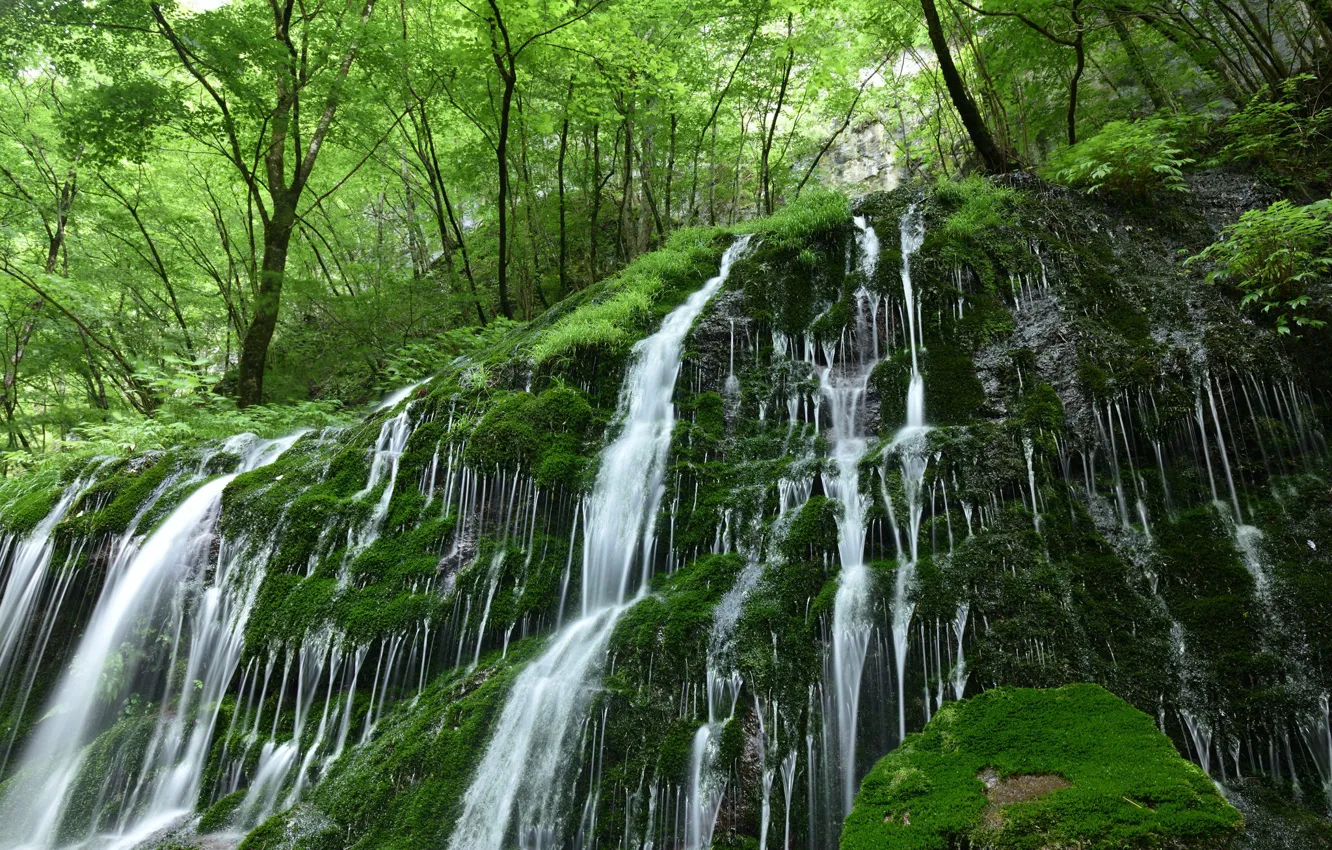Photo wallpaper forest, water, nature, stones, vegetation, waterfall, moss