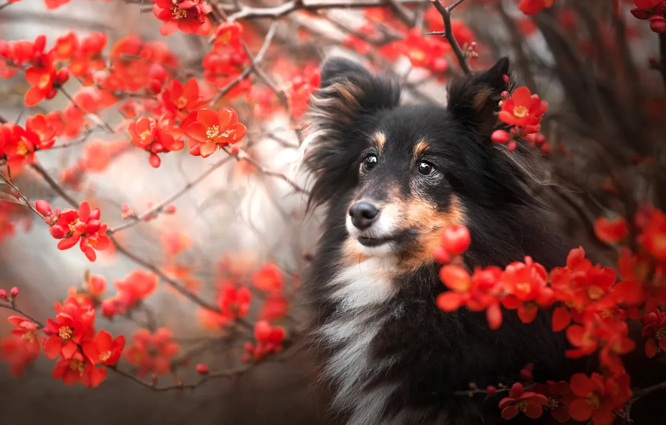 Photo wallpaper branches, nature, animal, dog, flowers, dog, sheltie