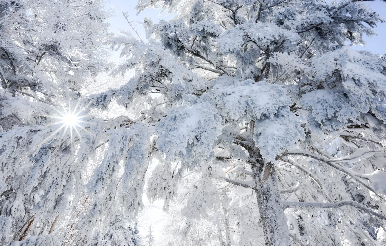 Photo wallpaper winter, frost, forest, the sun, rays, light, snow, branches