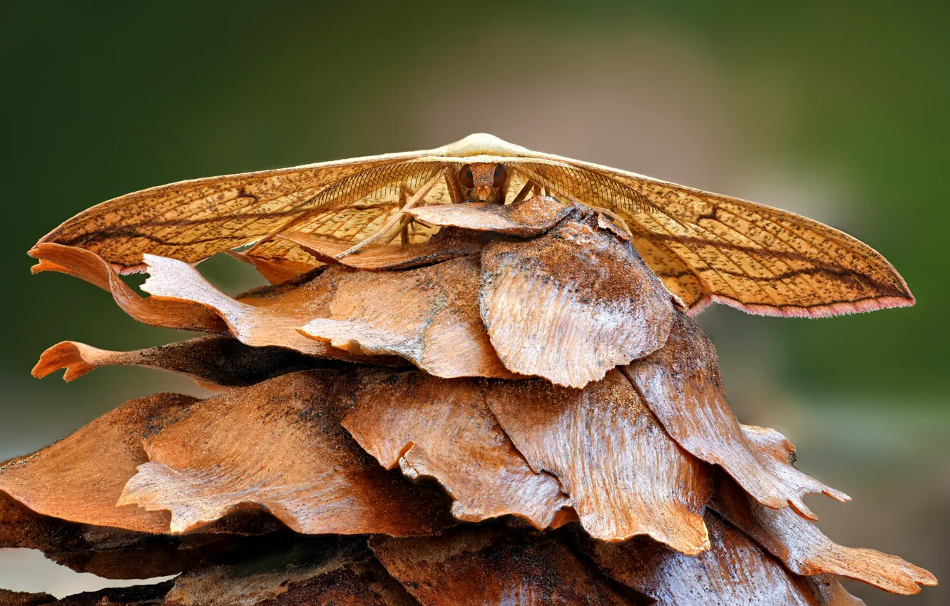 Photo wallpaper butterfly, insect, moth