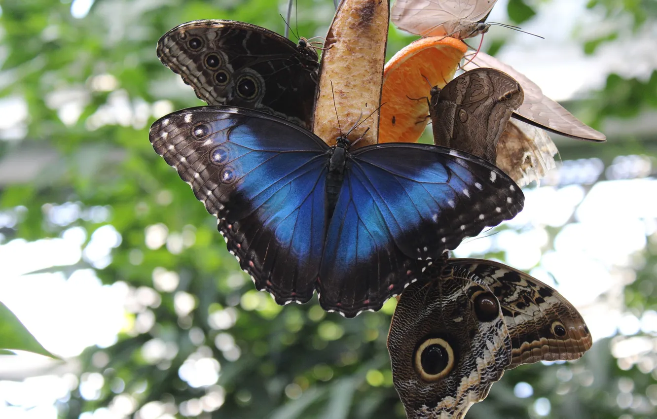 Photo wallpaper butterfly, wings, beautiful, closeup