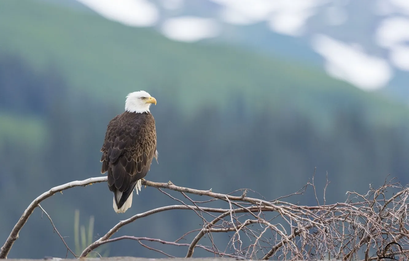 Photo wallpaper branches, bird, Bald eagle