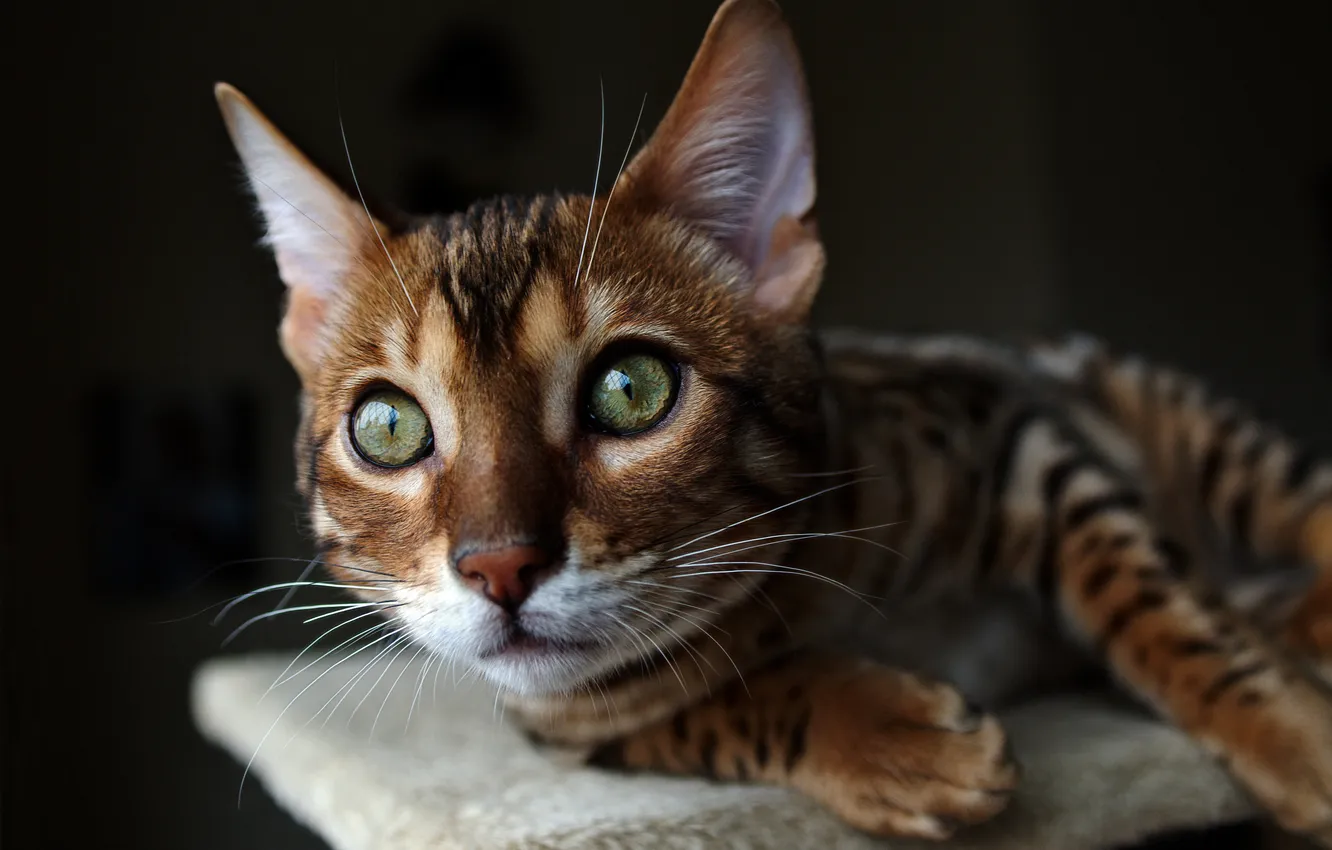 Photo wallpaper look, face, looks, Bengal cat