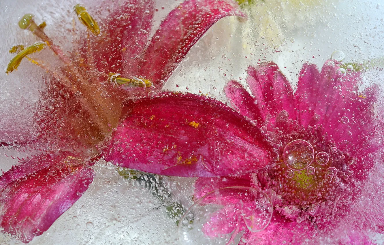 Photo wallpaper macro, flowers, ice