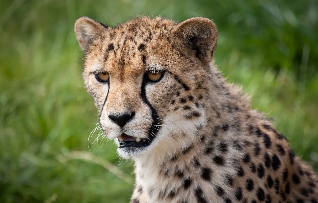 Photo wallpaper cat, face, Cheetah