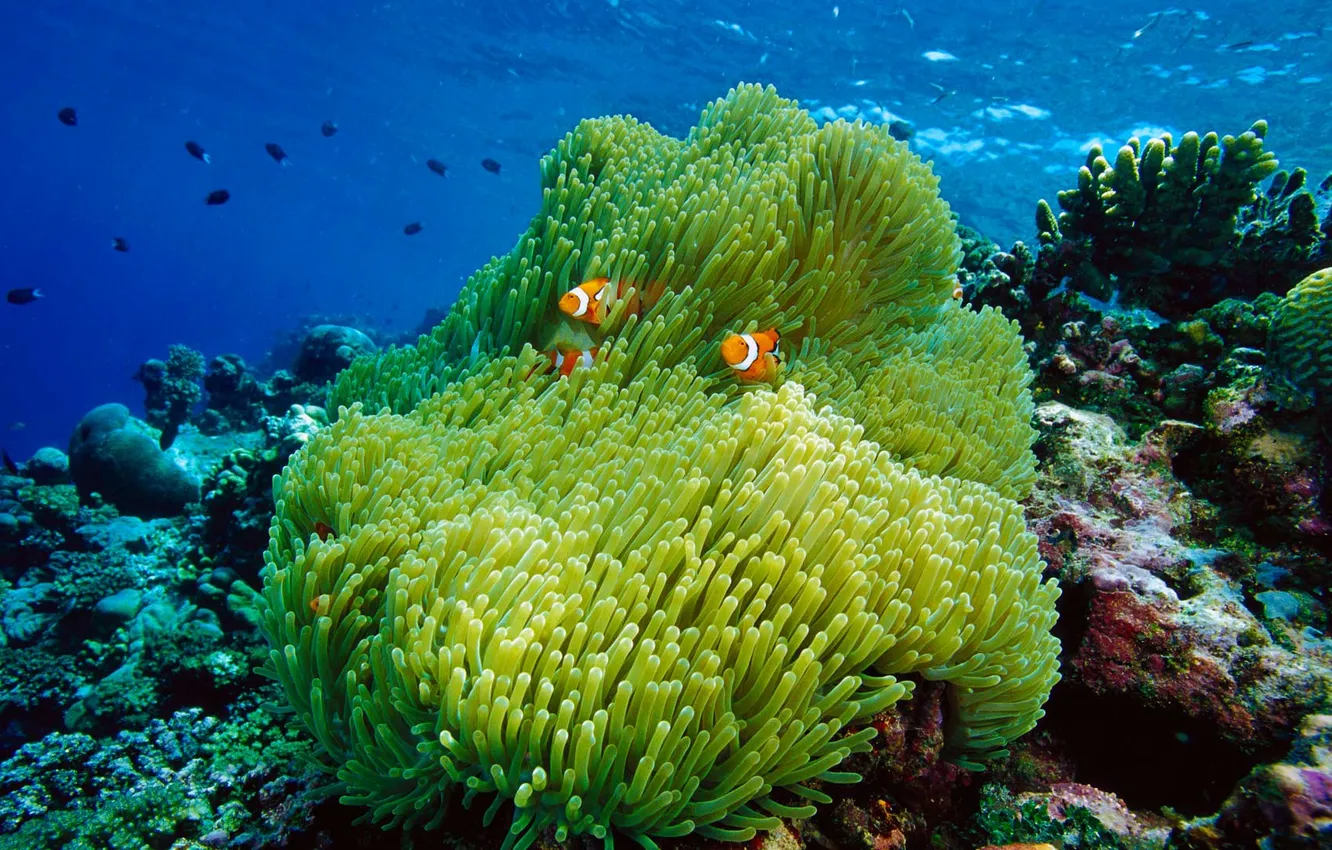Photo wallpaper sea, the ocean, corals, clown fish, actinium