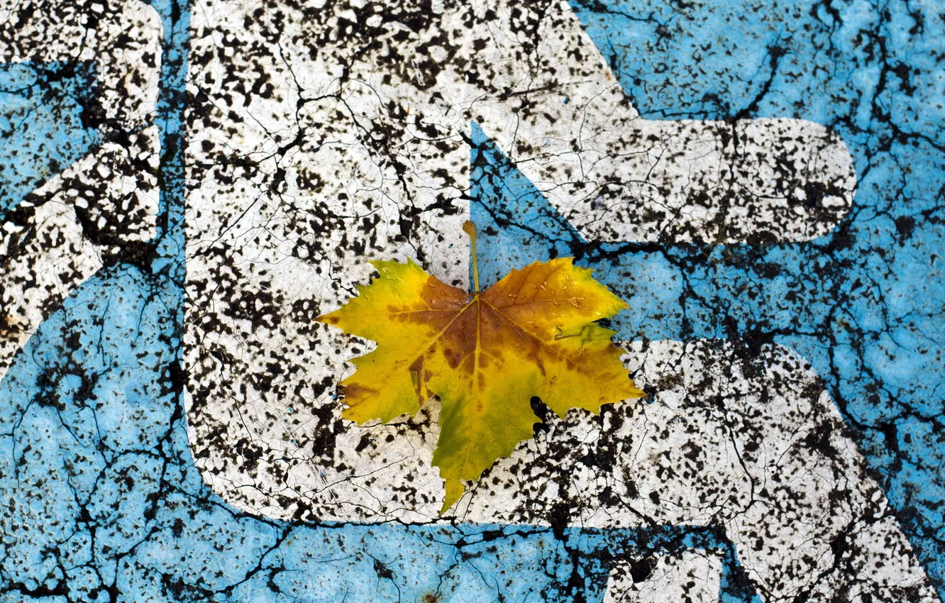 Photo wallpaper leaves, background, street