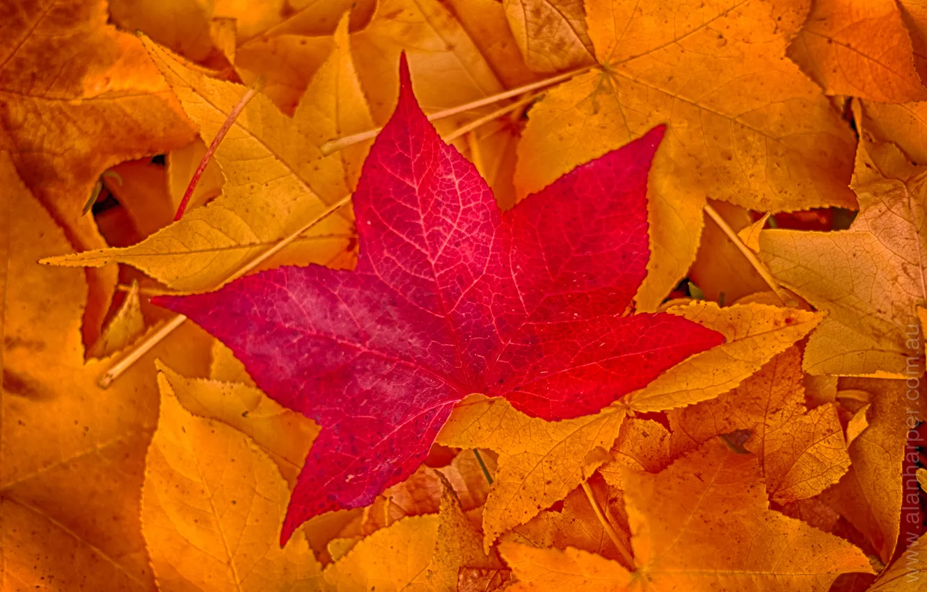 Photo wallpaper autumn, leaves, nature, color