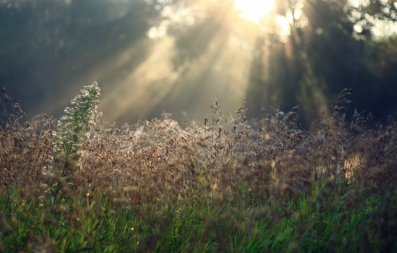 Photo wallpaper forest, grass, the sun, rays, trees, flowers, green, dawn