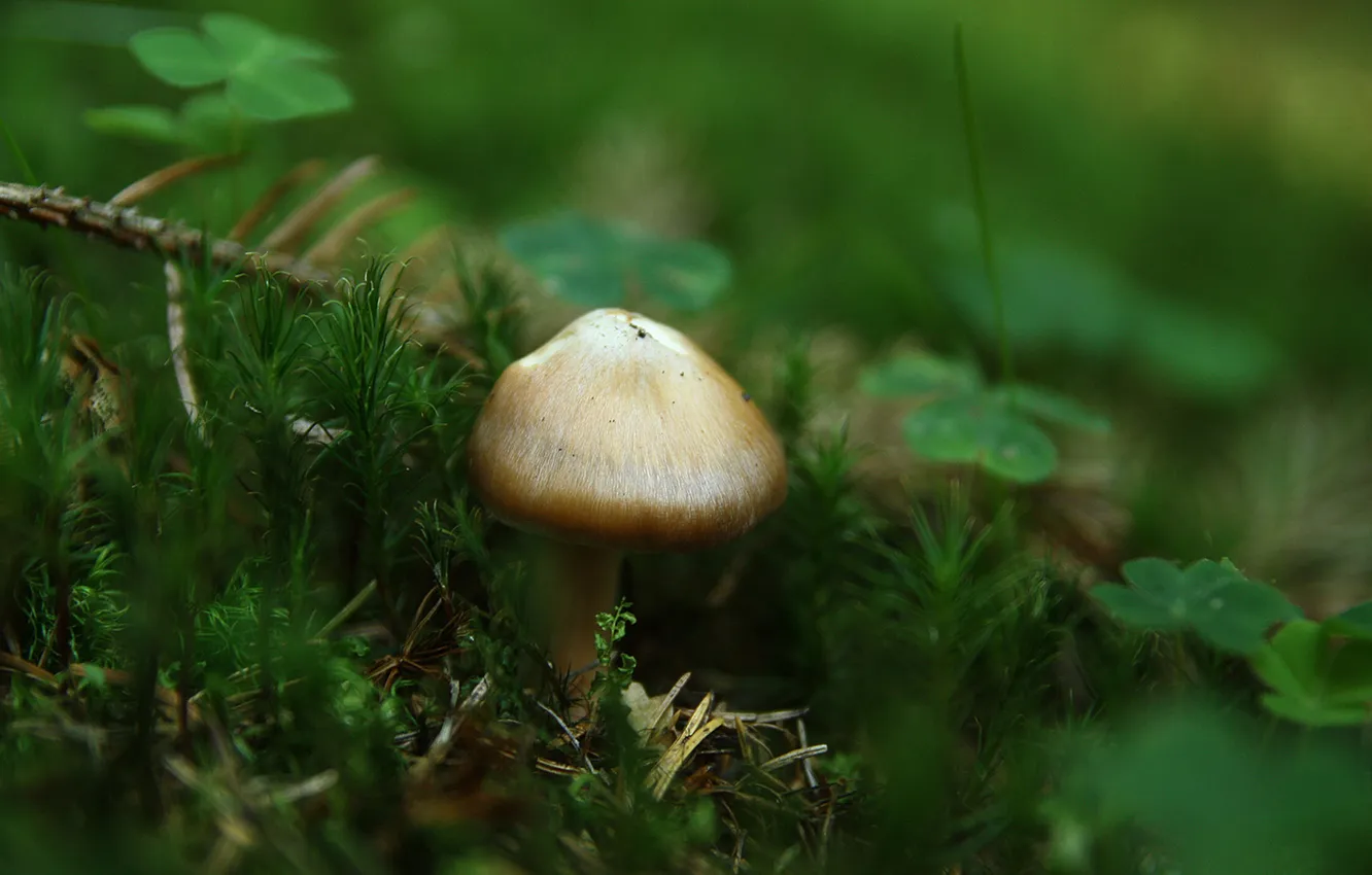 Photo wallpaper forest, moss, clover, mushroom, MagicMushroom, gebusi