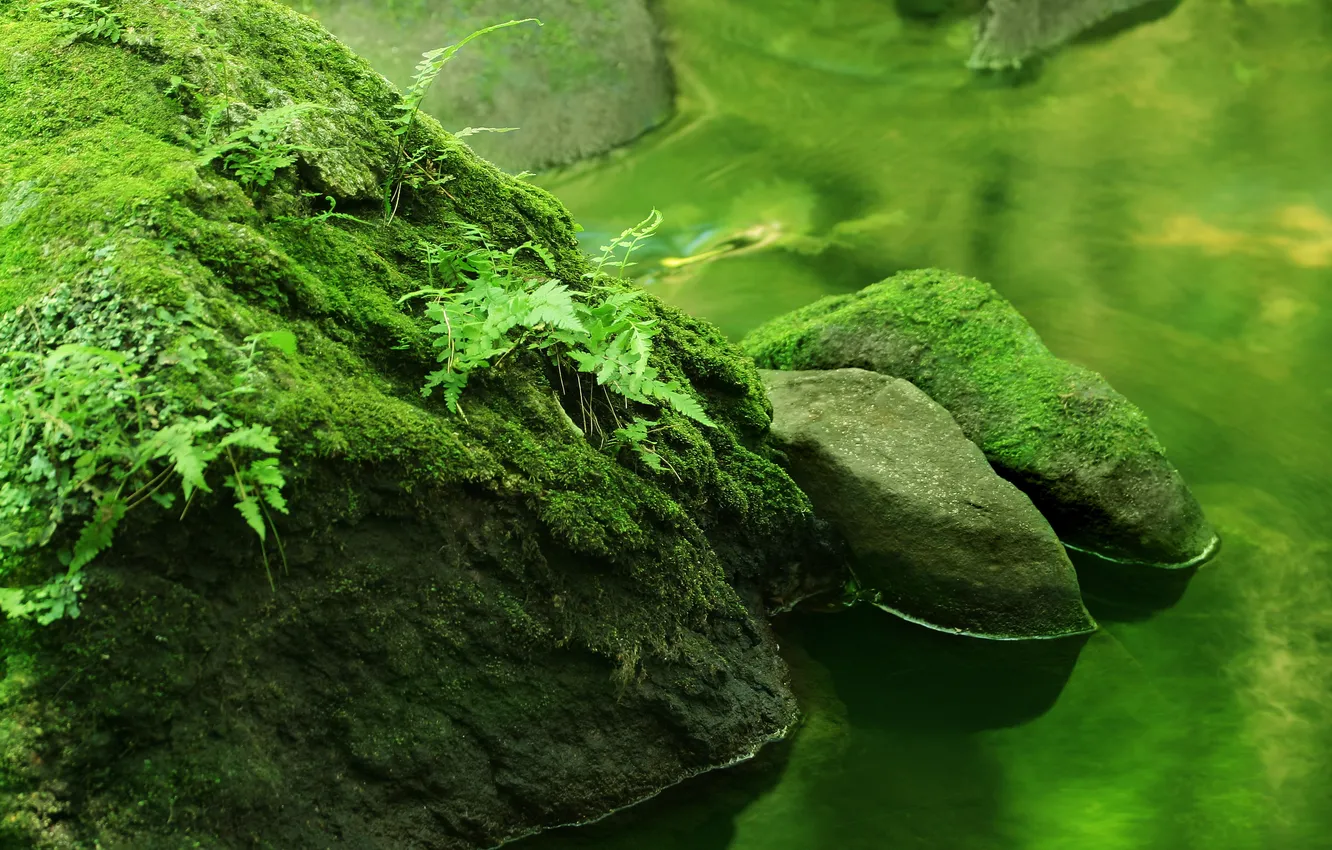 Photo wallpaper forest, water, nature, river, stones, plants, river