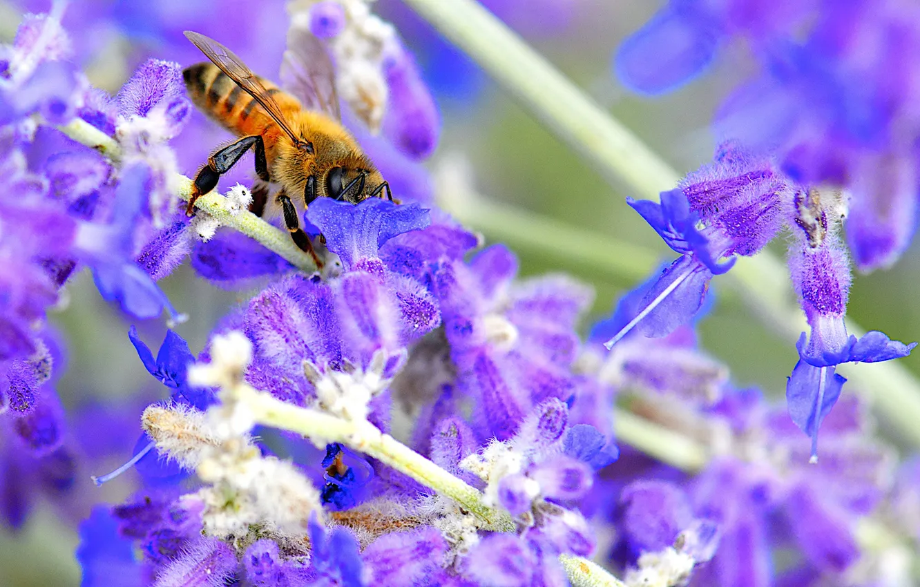 Photo wallpaper flower, nature, bee, plant, insect