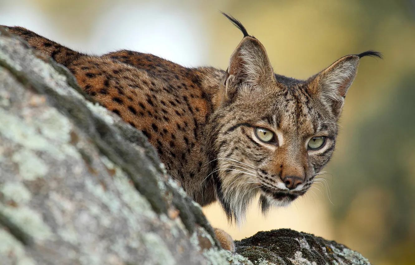Photo wallpaper forest, cat, nature, lynx