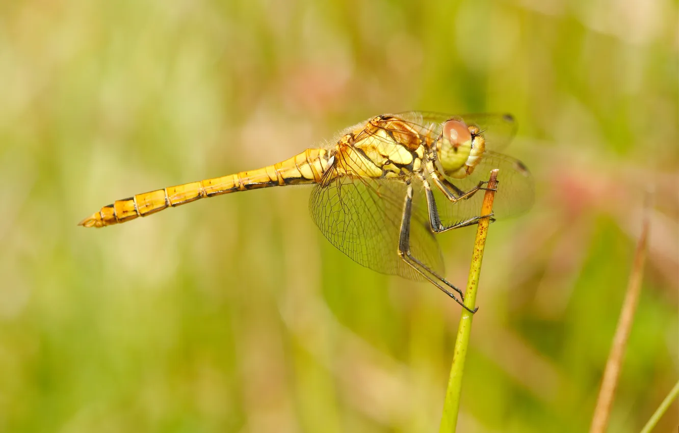 Photo wallpaper wings, dragonfly, insect