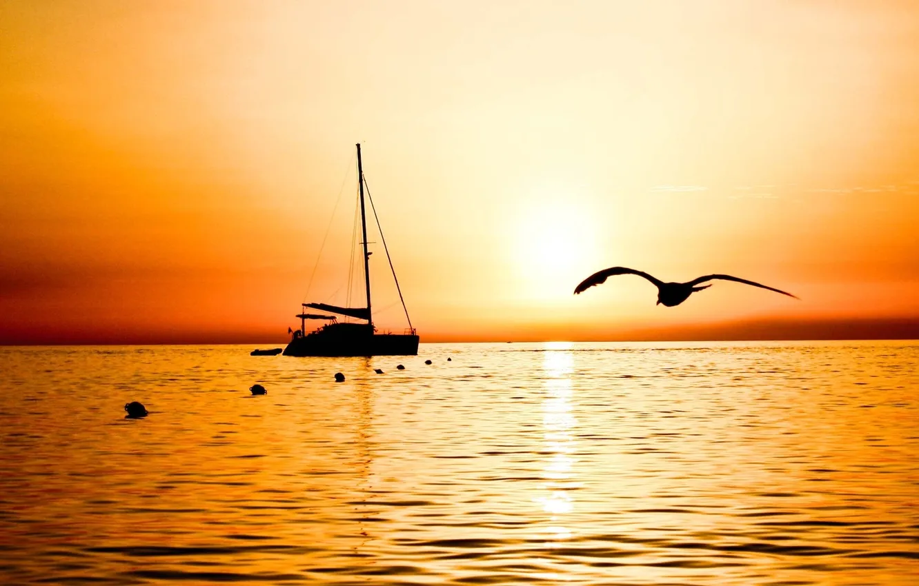 Photo wallpaper sea, sunset, Seagull, yacht