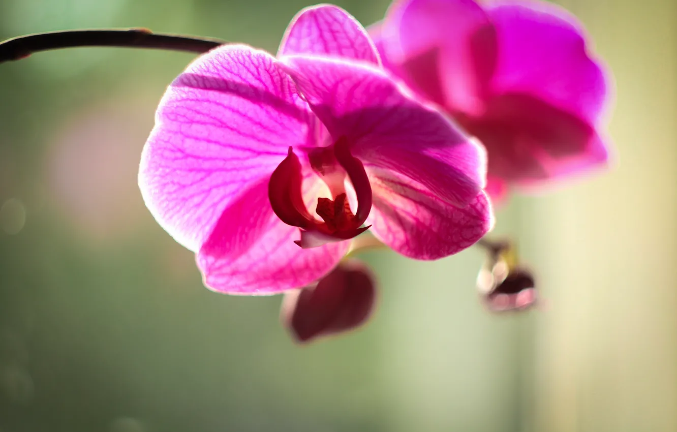 Photo wallpaper minimalism, Flower, Orchid