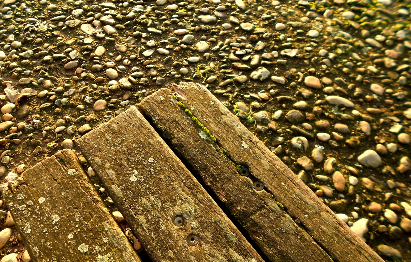 Photo wallpaper Board, moss, pebbles, on earth