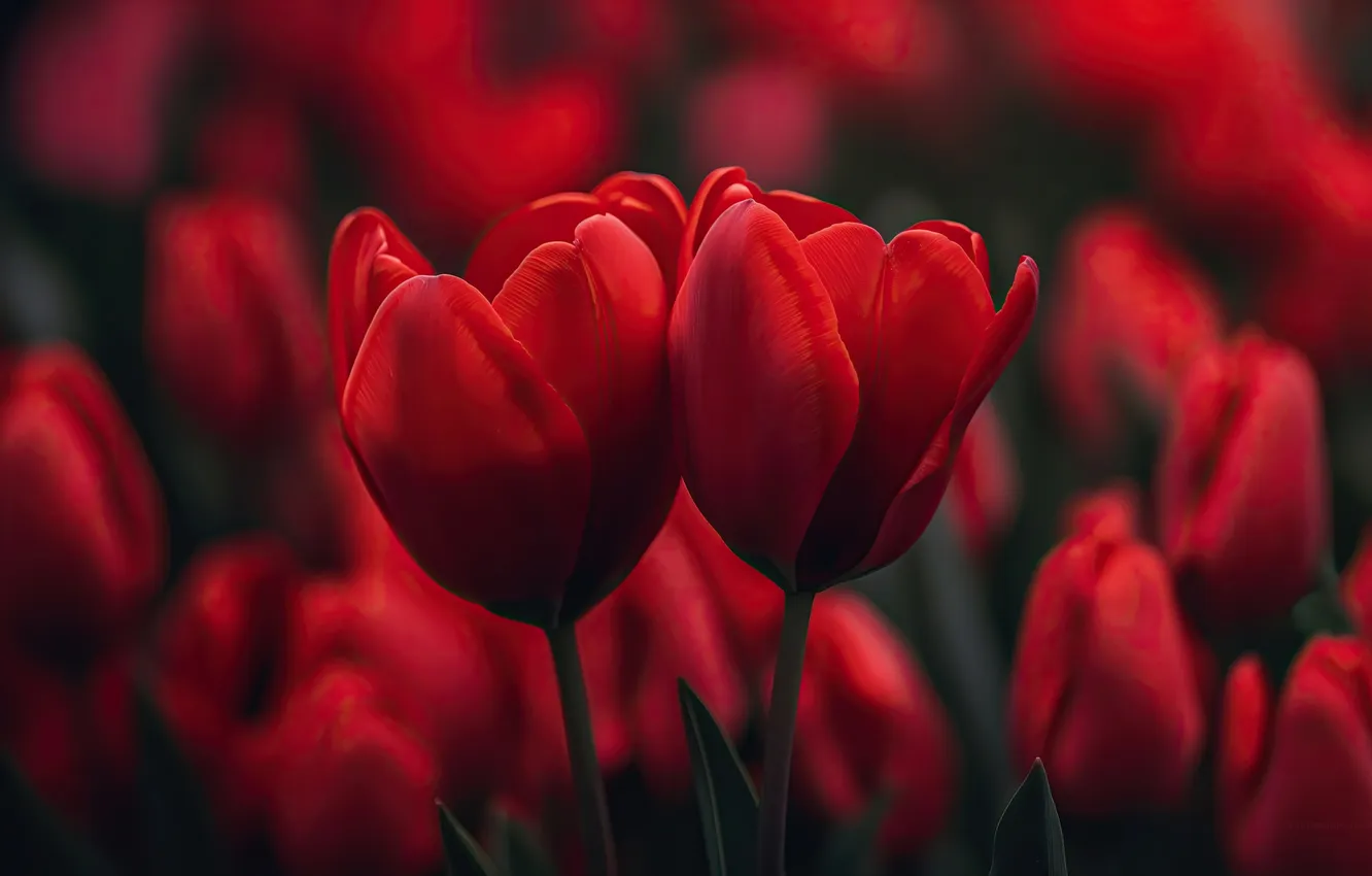Photo wallpaper red, flowers, tulips