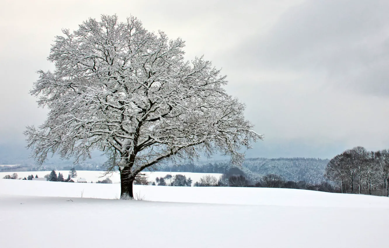 Photo wallpaper winter, field, forest, snow, trees, Park, Germany, Saxon Switzerland