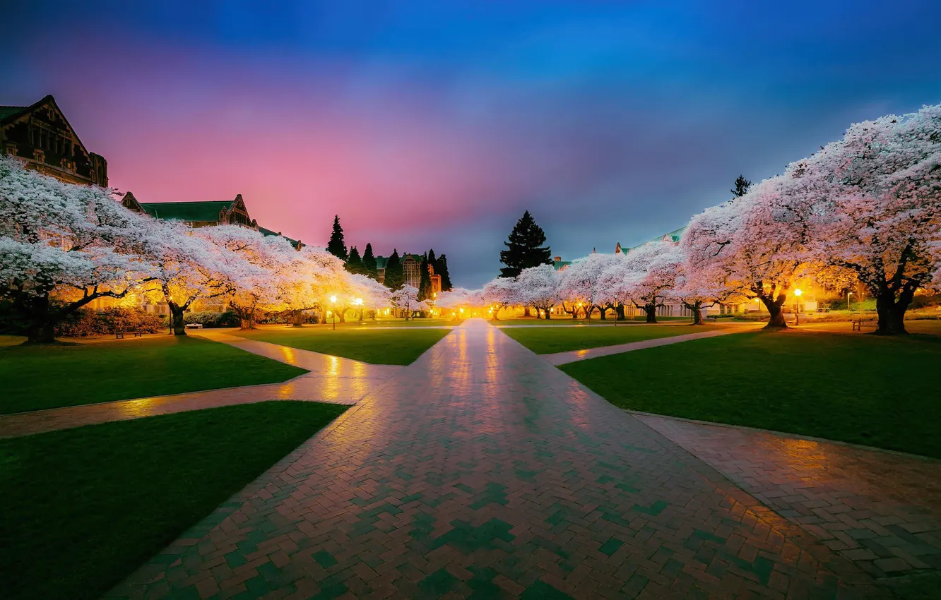 Photo wallpaper trees, Park, spring, Japan