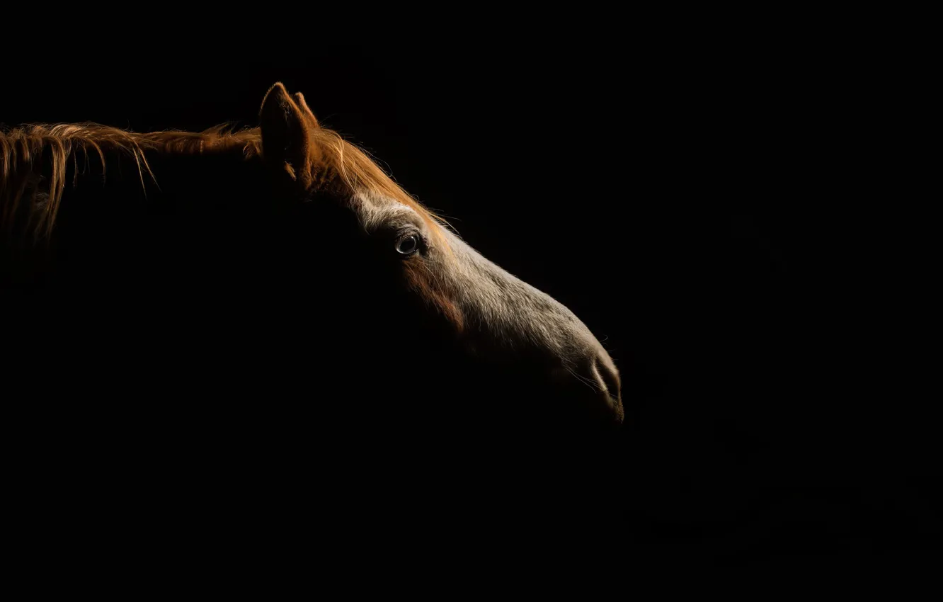 Photo wallpaper nature, background, horse