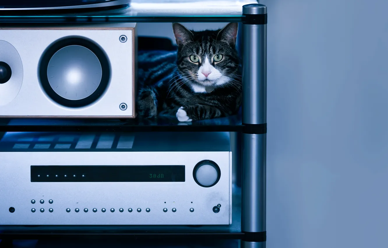 Photo wallpaper cat, cat, look, comfort, house, music, grey, background