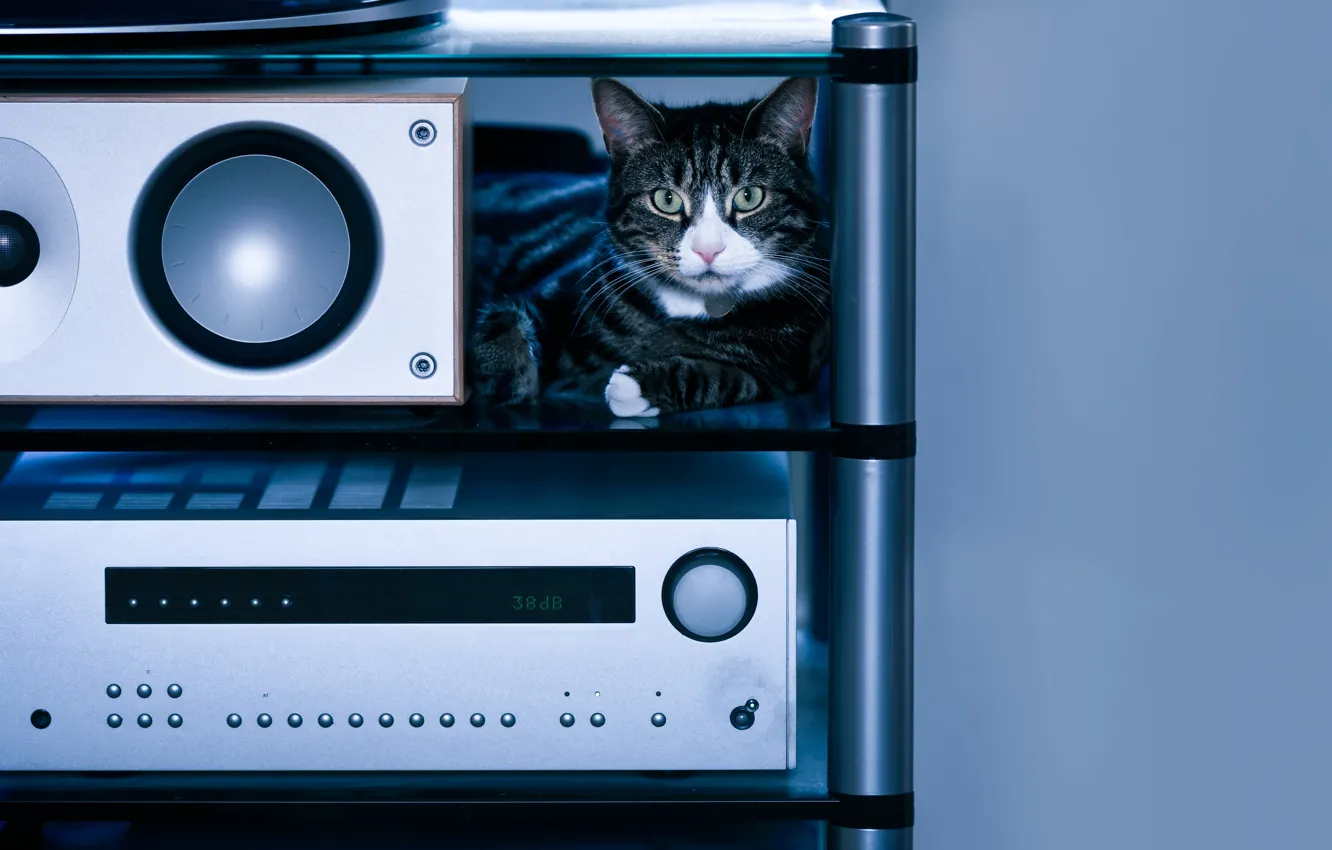 Photo wallpaper cat, cat, look, comfort, music, grey, background, blue