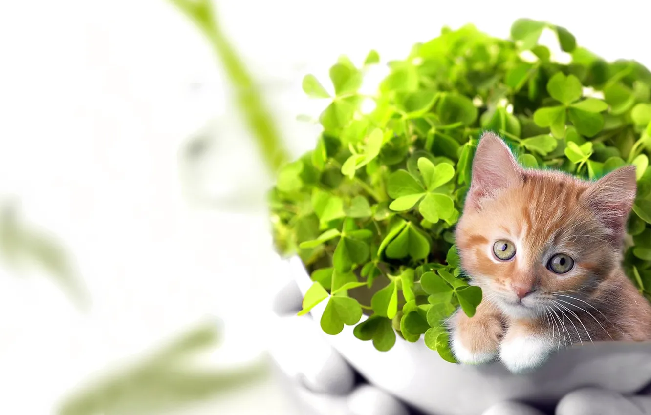 Photo wallpaper grass, pot, clover, red, kitty
