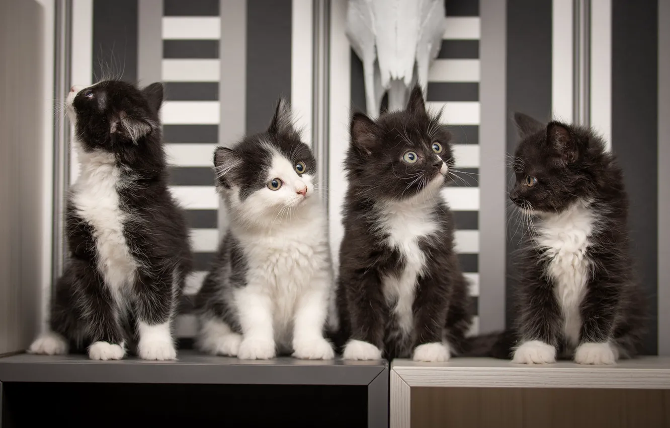 Photo wallpaper kittens, kids, Quartet