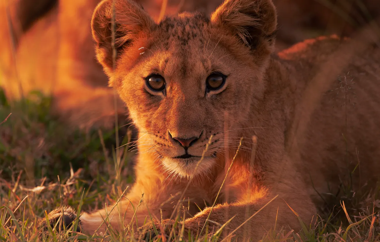 Photo wallpaper look, Leo, cub, face, wild cat, lion