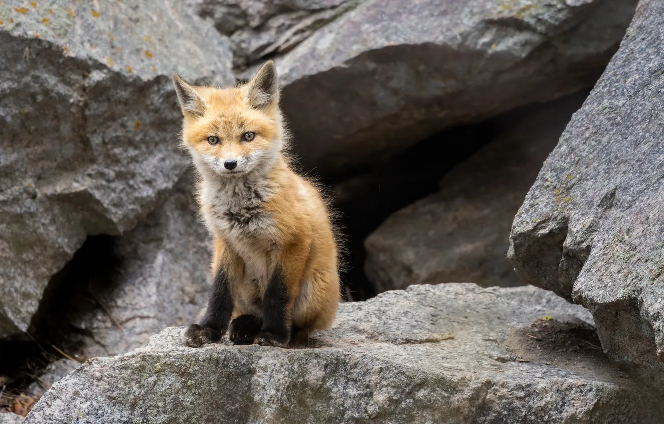 Photo wallpaper look, stones, Fox