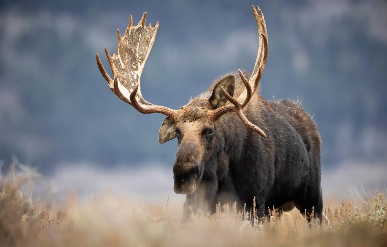 Photo wallpaper nature, background, moose