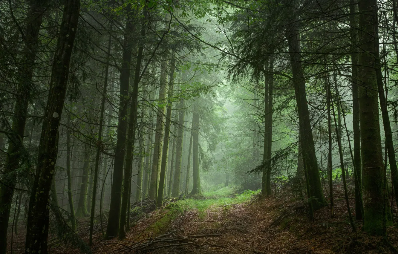 Photo wallpaper forest, trees, nature